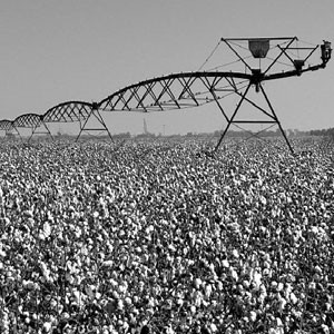 cotton is the main crop in the mississippi delta