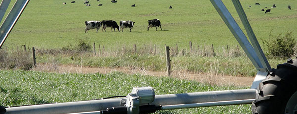 cattle grazing on land irrigated by center Pivots