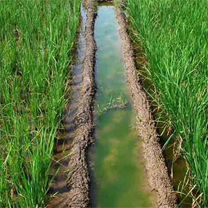 brackish water for irrigation